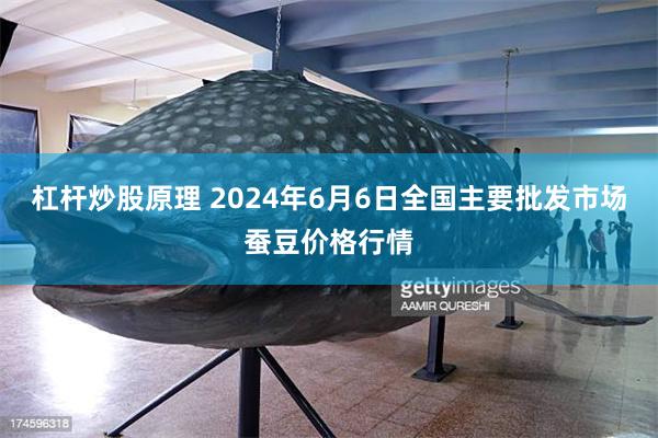 杠杆炒股原理 2024年6月6日全国主要批发市场蚕豆价格行情